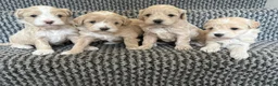 Maltipoo dogs for sale: 4 maltipoos in Kingston upon Thames - Advert 7