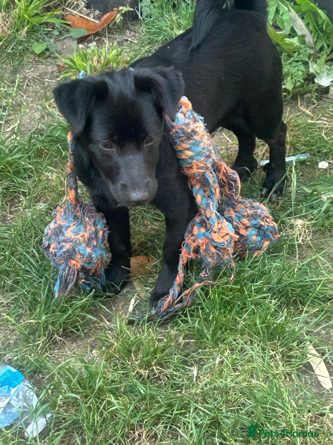 Mixed Breed dogs for sale: Jack russel cross yorkie in Sudbury - Advert 2