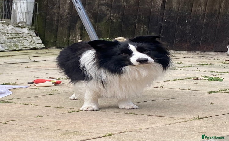 Border Collie dogs in Brierley Hill - Advert 10