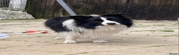 Border Collie dogs for stud: For stud. KC reg and proven.  in Brierley Hill - Advert 1