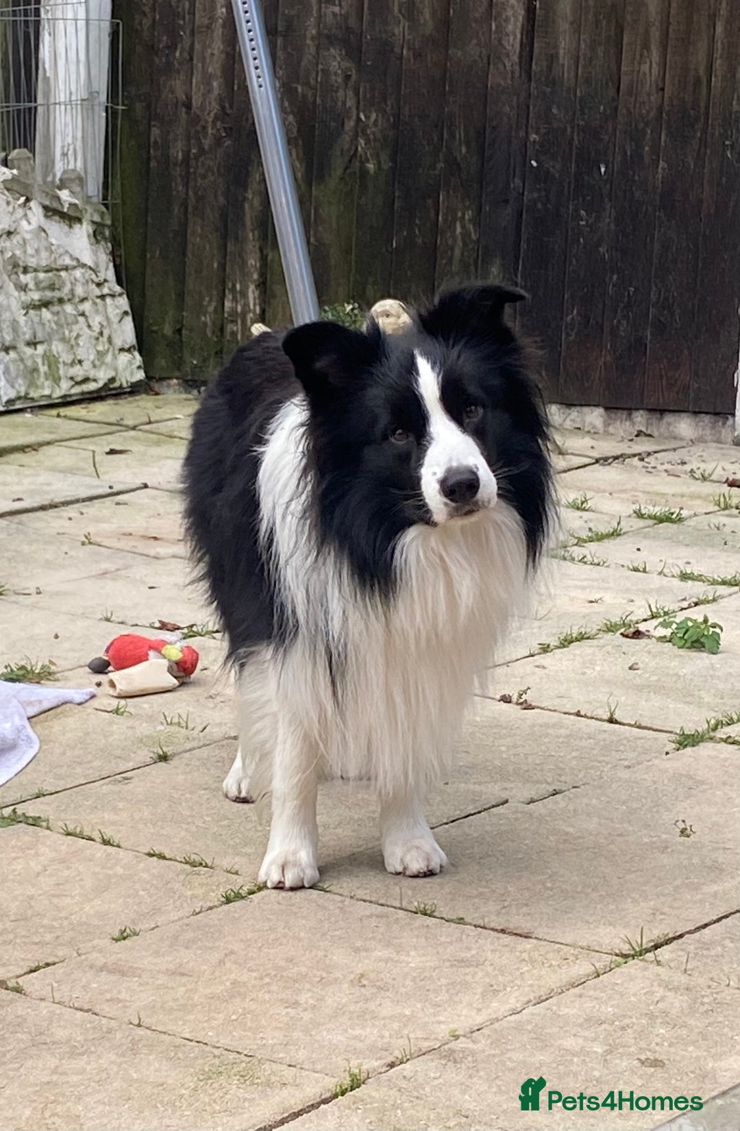 Border Collie dogs for stud: For stud. KC reg and proven.  in Brierley Hill - Advert 1