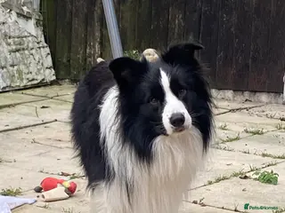Border Collie dogs For stud. KC reg and proven. in Brierley Hill - Advert 1
