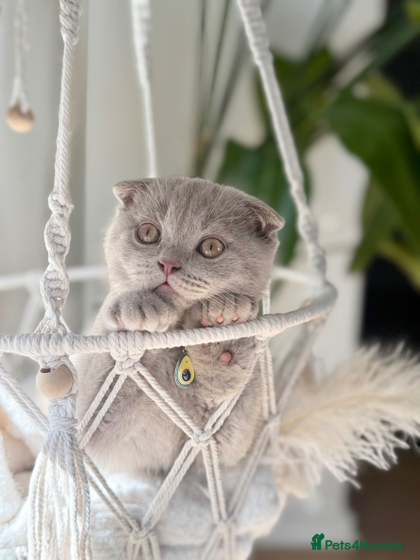 Scottish Fold cats Scottish fold - Advert 1