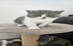 British Shorthair cats for sale: Pedigree British shorthair (Bi colour gene) in Birmingham - Image 3