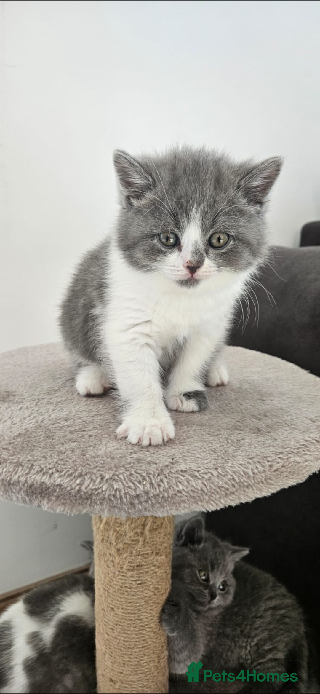 British Shorthair cats for sale: Pedigree British shorthair (Bi colour gene) in Birmingham - Image 3