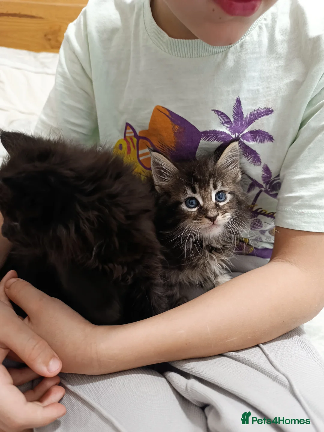 Maine Coon cats for sale: Maine Coon kittens boy and girl  - Advert 16