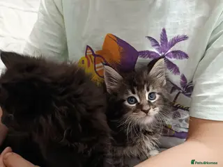 Maine Coon cats Maine Coon kittens boy and girl - Advert 4