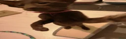 Oriental cats for sale: Oriental Chocolate & Chocolate points. GCCF - Advert 10