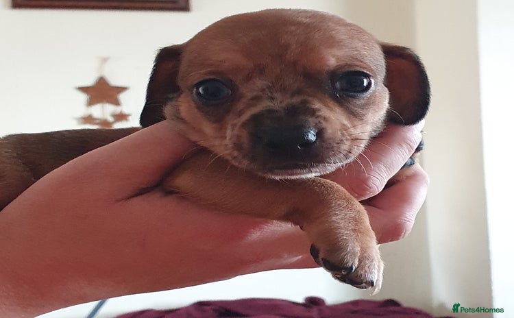 Miniature Dachshund dogs - Advert 2