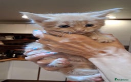 Maine Coon cats for sale: I have Beautiful healthy maicoon XL  - Image 8