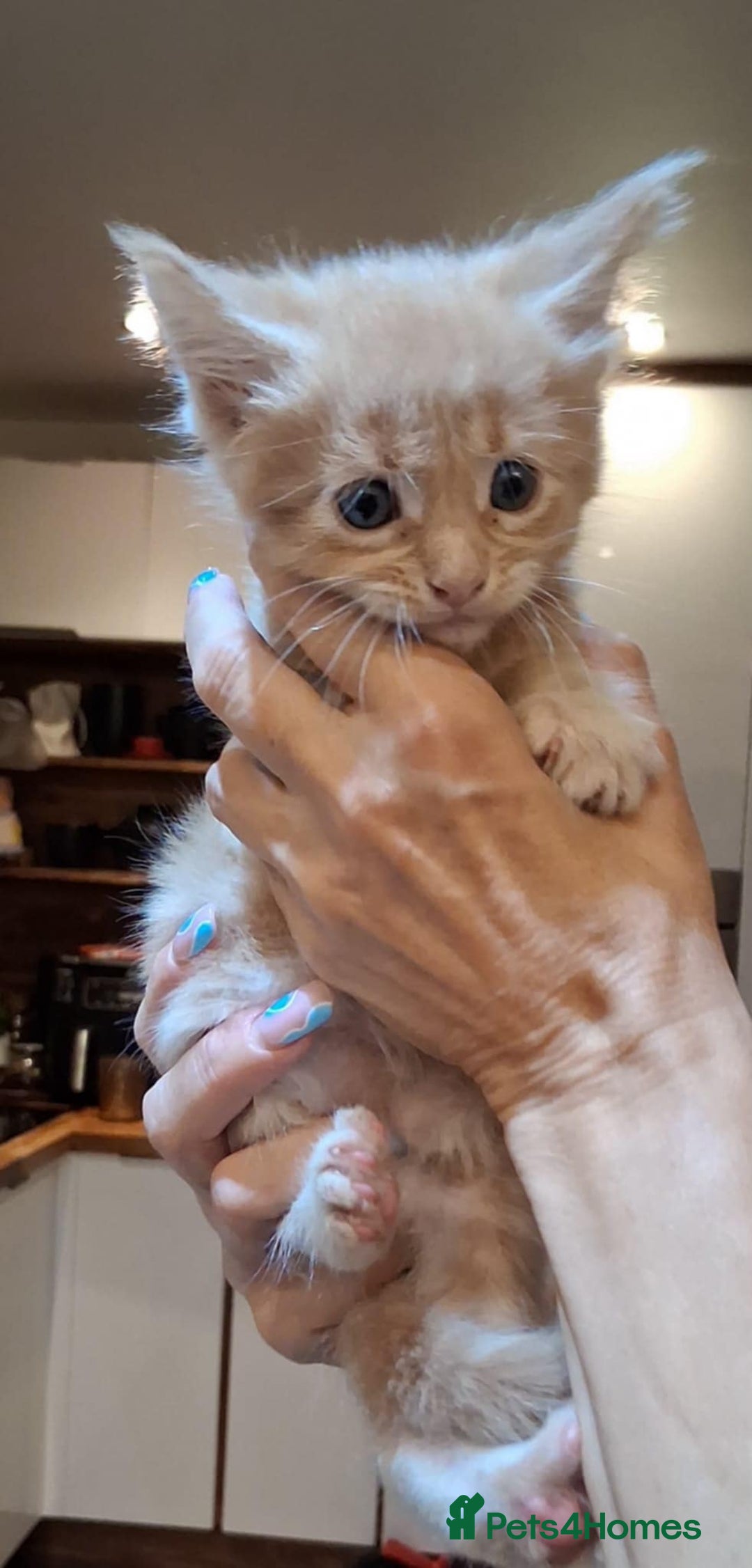 Maine Coon cats for sale: I have Beautiful healthy maicoon XL  - Image 8