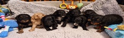 Cavapoo dogs for sale: Gorgeous F1b Cavapoo puppys Health tested parents  - Advert 9