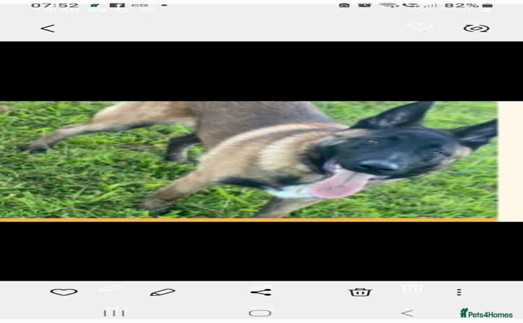 Belgian Shepherd Dog dogs - Advert 3