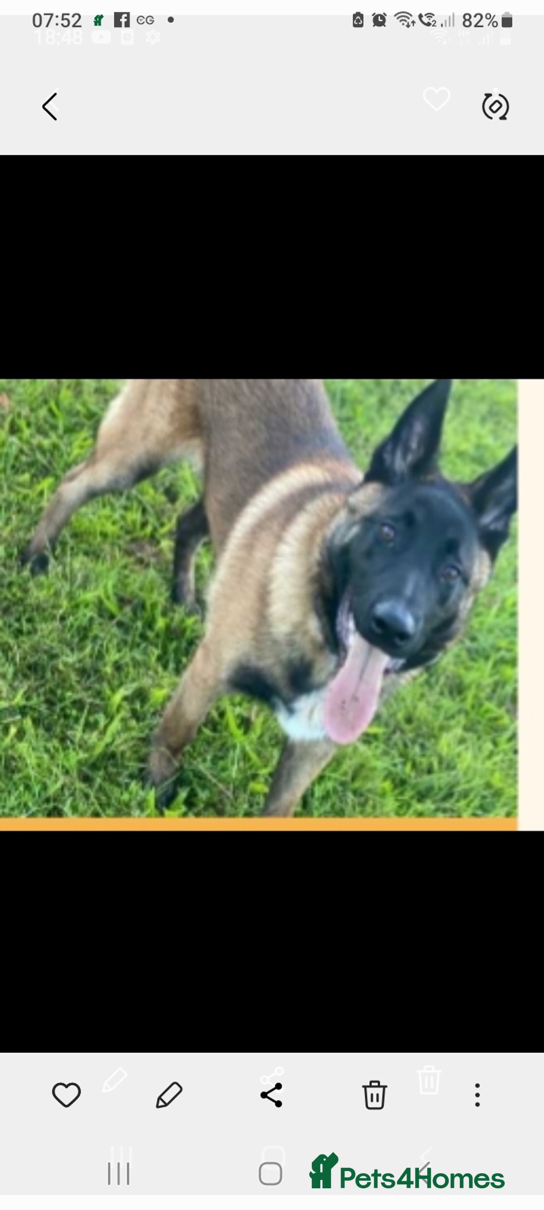 Belgian Shepherd Dog dogs for sale: Belgium shepherd dog  - Image 1