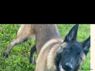 Belgian Shepherd Dog dogs - Advert 4