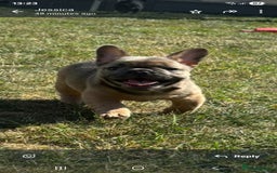 French Bulldog dogs for sale: Teddy bear floodle  - Image 4