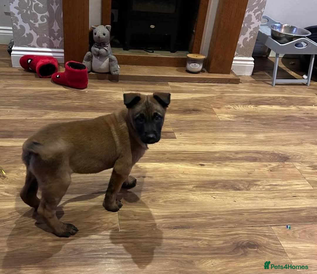 Belgian Shepherd Dog dogs for sale: Belgian Malinois Puppies - Advert 20
