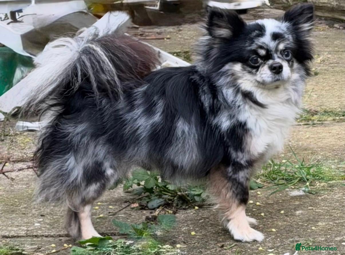 Chihuahua dogs Stud longhaired Merle Chihuahua  - Advert 2