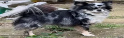 Chihuahua dogs for stud: Stud longhaired Merle Chihuahua  - Advert 6