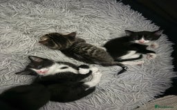 Domestic Shorthair cats for sale: X3 kittens for sale all male  - Image 1