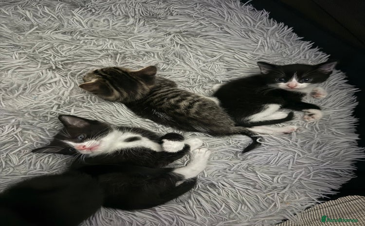 Domestic Shorthair cats - Advert 6