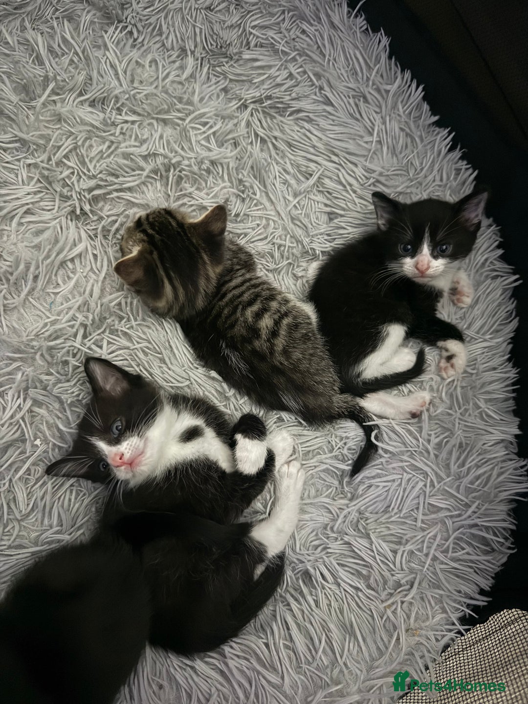 Domestic Shorthair cats for sale: X3 kittens for sale all male  - Image 1