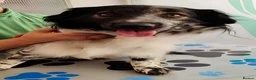 Mixed Breed dogs for adoption: Gorgeous Taco, a smallish mixed breed - Advert 3