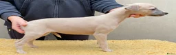 Whippet dogs for sale: Top Quality Whippet puppies - Advert 6