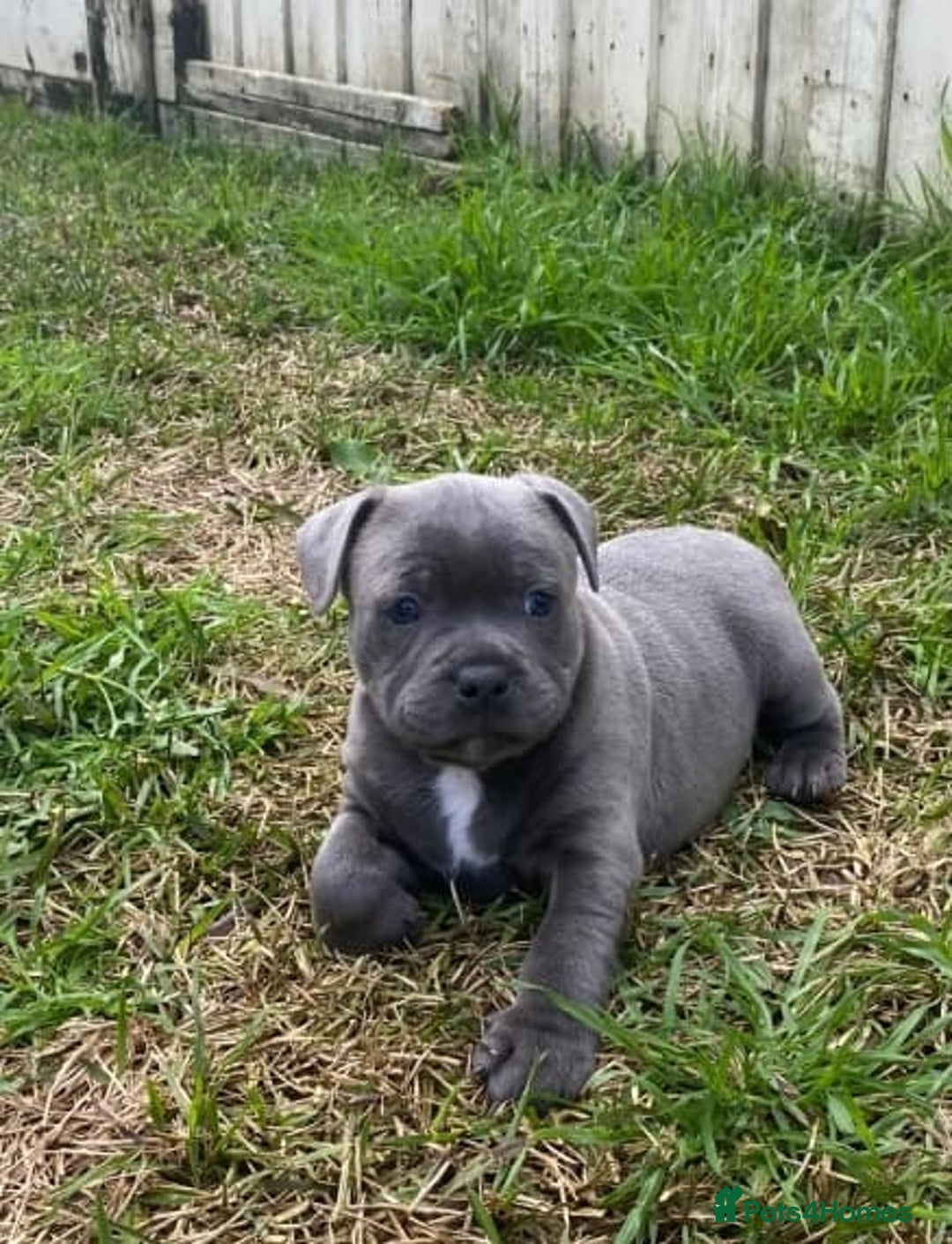 Staffordshire Bull Terrier dogs for sale: English Staffordshire Bull Terrier (English Staffy - Image 2