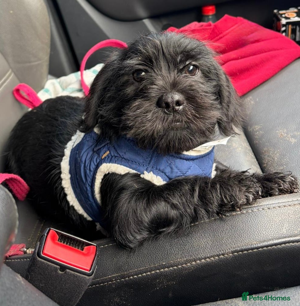 Mixed Breed dogs Shihtzu x mini wire daxi adorable  - Advert 6