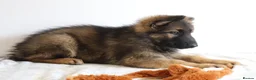 German Shepherd dogs for sale: German Shepherd - Advert 17