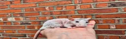 Rat rodents for sale: Various male and female rats  - Advert 5