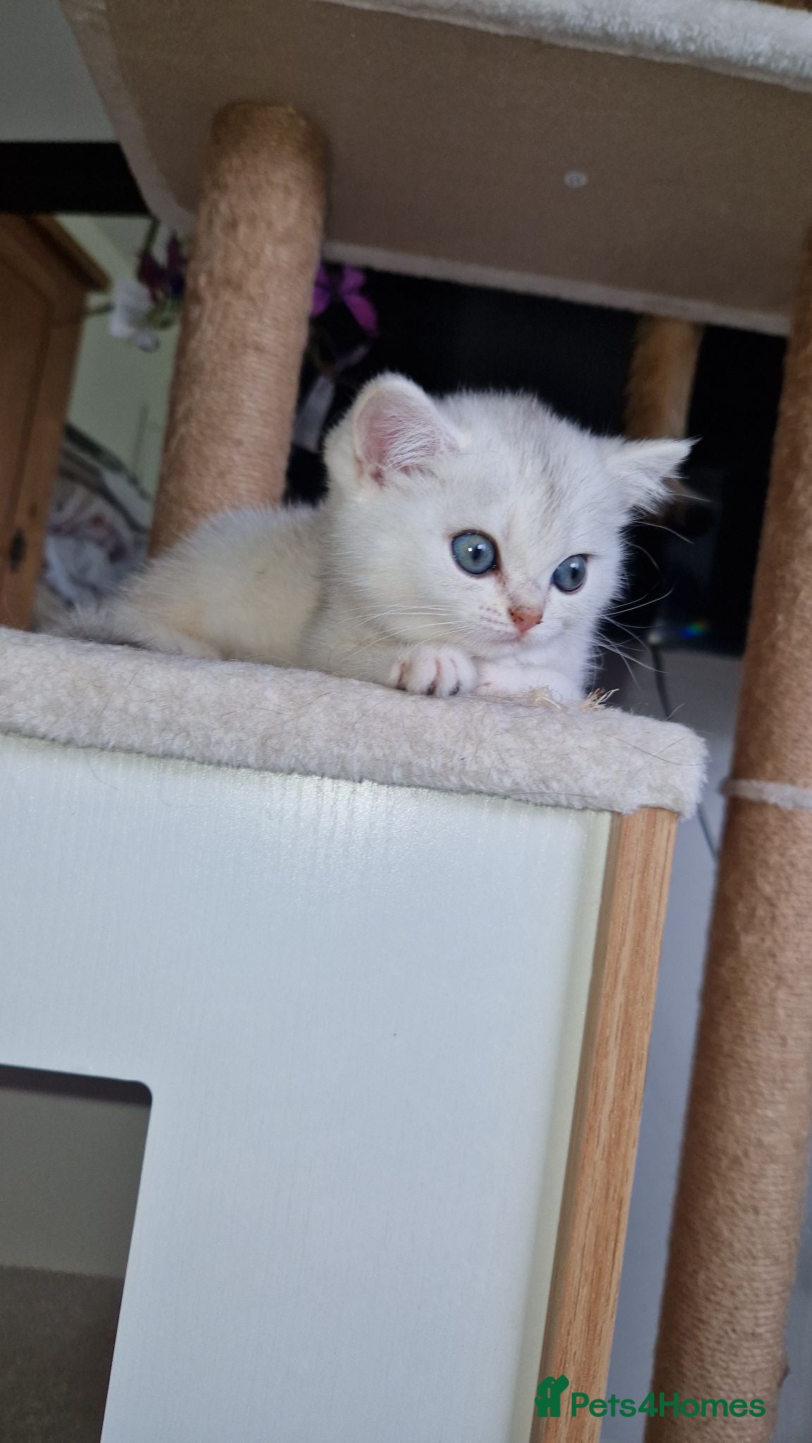 British Shorthair cats Reduced ggcf reg BritishShorthair🐾 Kittens🐾 - Advert 13