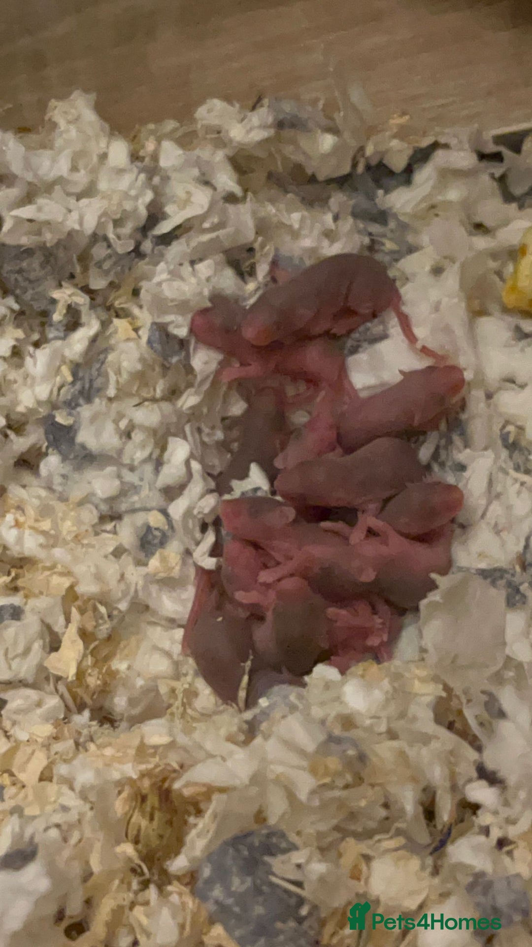 Mouse rodents for sale: X4 adult females and x12 litter  - Image 5