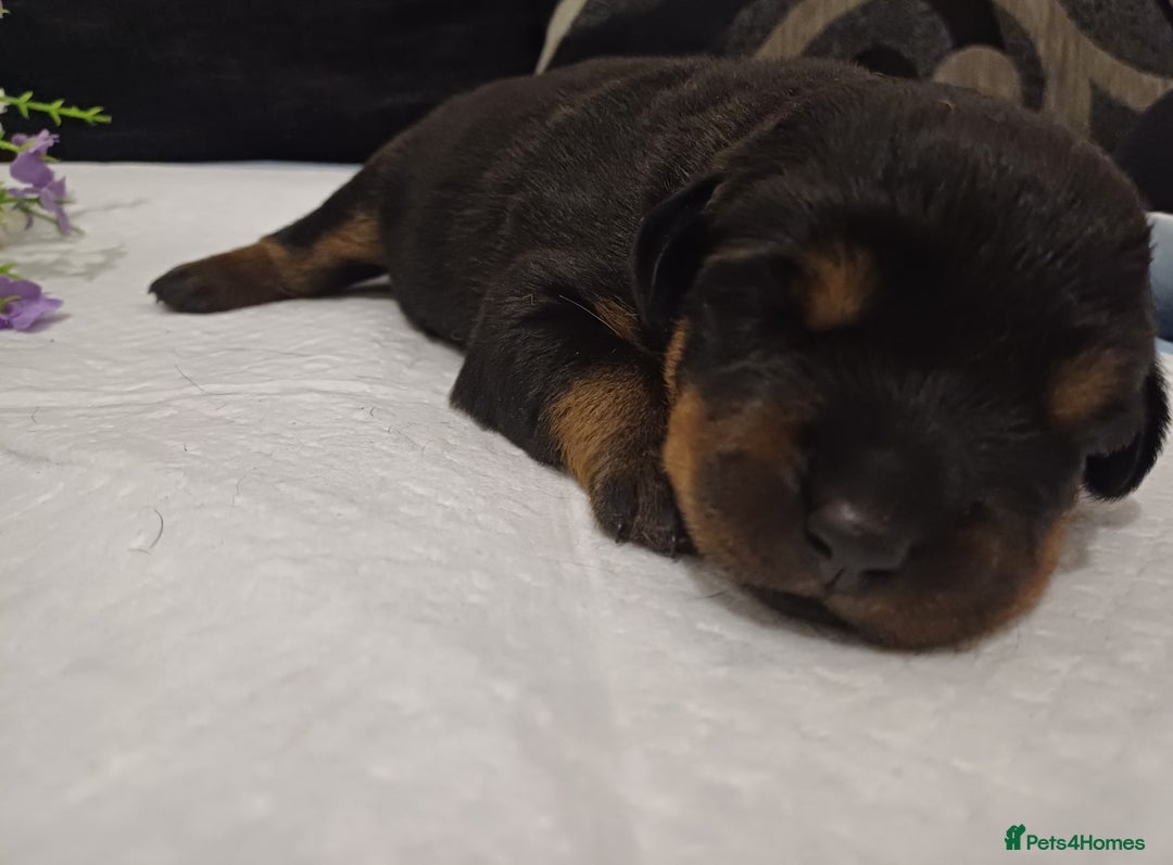 Rottweiler dogs for sale: Purebred Rottweiler Puppies Family Raised! 🐾 - Image 10