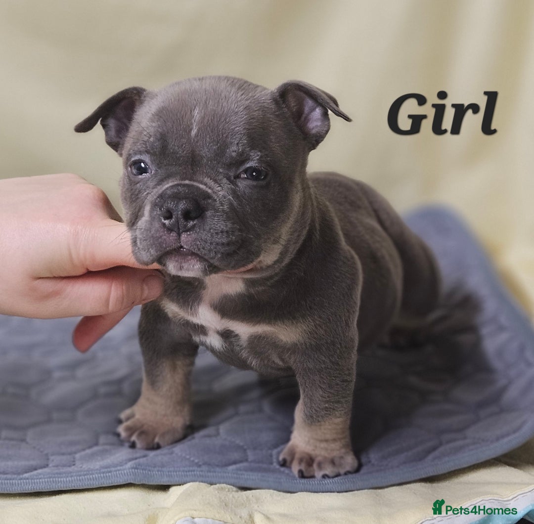 American Bully dogs for sale: Exotic Bullies - Advert 18