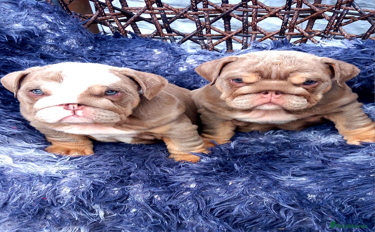 English Bulldog dogs - Advert 1