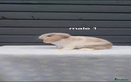 Mini Lop rabbits for sale: Gorgeous mini lop rabbits ready now  - Image 12