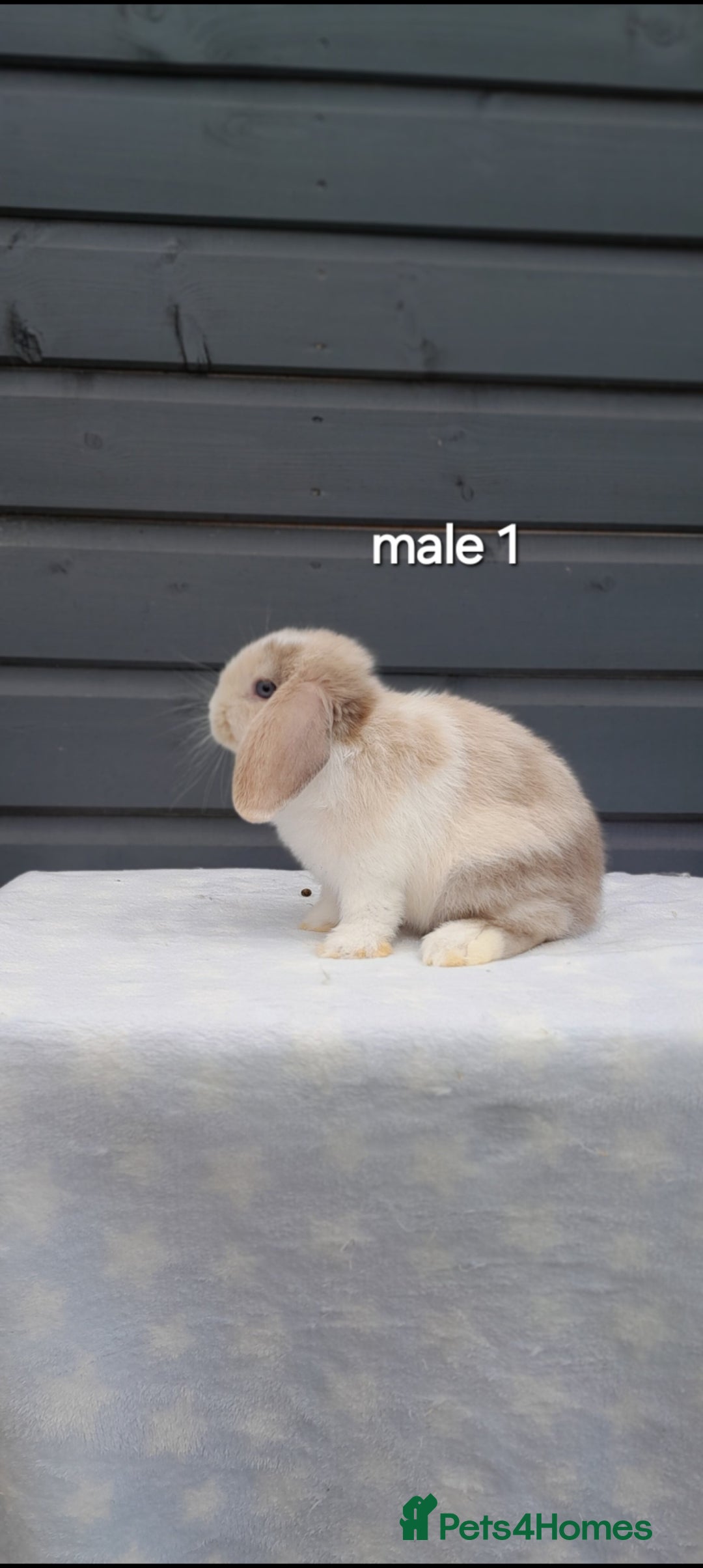 Mini Lop rabbits for sale: Gorgeous mini lop rabbits ready now  - Image 12