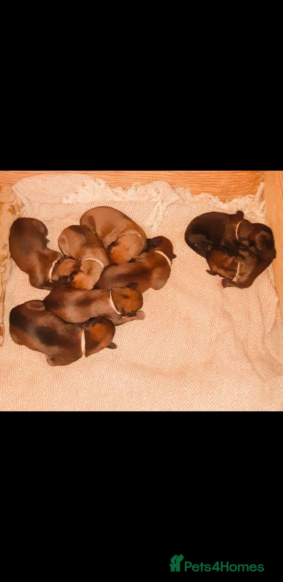 Lurcher dogs for sale: Lurcher puppies for sale.  - Image 5