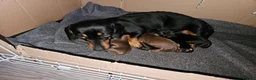 Miniature Dachshund dogs for sale: Miniature Daschund puppies 5 male - Advert 12