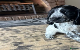 Cocker Spaniel dogs for sale: Blue roan cocker spaniels ready 17th September - Image 34