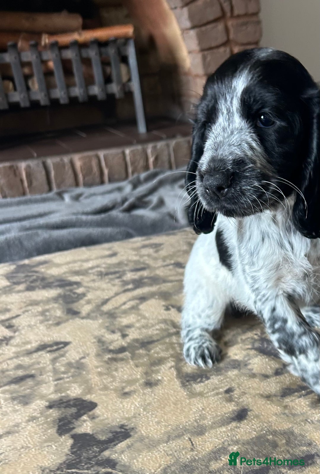 Cocker Spaniel dogs for sale: Blue roan cocker spaniels ready 17th September - Image 34