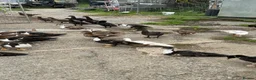 Ducks poultry for sale: Muscovy ducks  - Advert 2