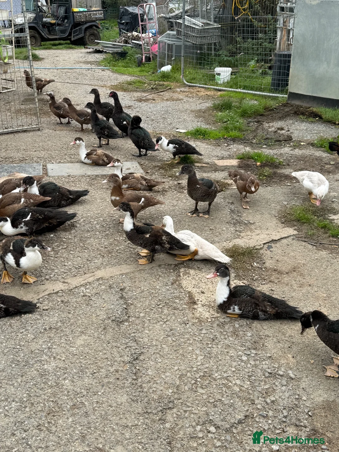 Ducks poultry for sale: Muscovy ducks  - Advert 2