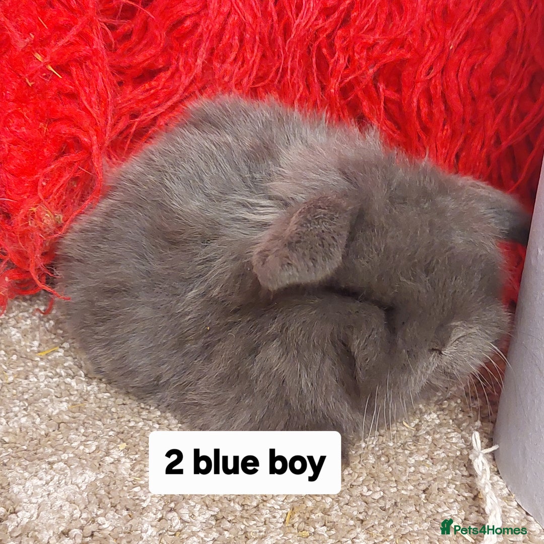 Mini Lop rabbits for sale: 2 Pure bred Minilop babys ready to reserve  - Advert 5