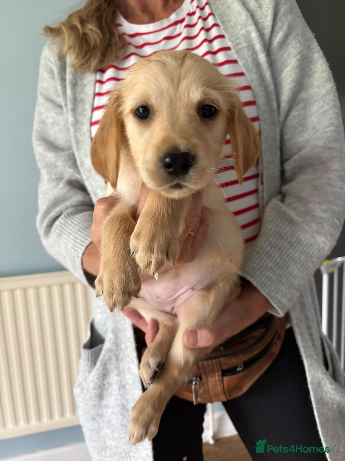 Golden Retriever dogs Golden Retriever Girls Ready Now - Advert 1