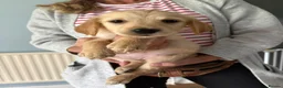 Golden Retriever dogs for sale: Golden Retriever Girls Ready Now - Advert 1