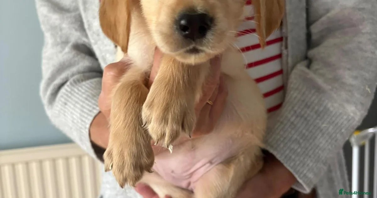 Golden Retriever Golden Retriever Puppies For Sale Pets4Homes golden-retriever-golden-retriever-puppies-for-sale-pets4homes