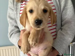 Golden Retriever dogs Golden Retriever Girls Ready Now - Advert 1